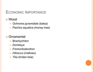 Economic ImportanceWoodOchromapyramidale(balsa)Pachiraaquatica (money tree)OrnamentalBrachychitonDombeyaFremontodendronHibiscus (mallows)Tilia (linden tree)