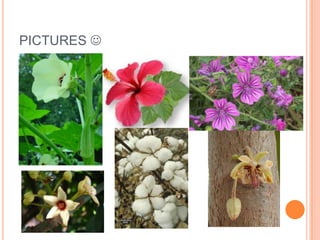PICTURES 