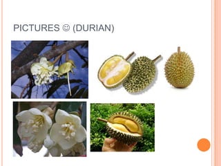 PICTURES (DURIAN)