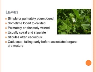 LeavesSimple or palmatelycoumpoundSometime lobed to dividedPalmately or pinnately veinedUsually spiral and stipulateStipules often caducousCaducous- falling early before associated organs are mature