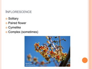 InflorescenceSolitaryPaired flowerCymelikeComplex (sometimes)