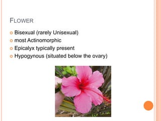 FlowerBisexual (rarely Unisexual)most ActinomorphicEpicalyx typically presentHypogynous (situated below the ovary)