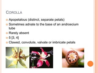 CorollaApopetalous (distinct, separate petals)Sometmesadnate to the base of an androecium tubeRarely absent5 [3, 4]Clawed, convolute, valvate or imbricate petals