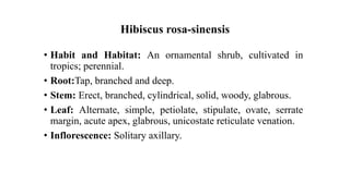 Hibiscus rosa-sinensis
• Habit and Habitat: An ornamental shrub, cultivated in
tropics; perennial.
• Root:Tap, branched and deep.
• Stem: Erect, branched, cylindrical, solid, woody, glabrous.
• Leaf: Alternate, simple, petiolate, stipulate, ovate, serrate
margin, acute apex, glabrous, unicostate reticulate venation.
• Inflorescence: Solitary axillary.
 