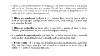 • Cotton seed is further important for it produces an edible oil which is semidrying
and useful as oleomargarine and in soap. The oil cake is also a very nourishing
cattle feed. The residue is also used in washing powder, in preparation of oil
cloth, artificial leather, nitroglycerine etc.
• 2. Hibiscus cannabinus produces a very valuable fibre from its stem which is
used for making rope, cordage, coarse canvas, sacs, floor matting. It is thus used
as a substitute for jute.
• 3. Hibiscus sabdariffa, A strong silky brown fibre is produced from its stem.
This is a good substitute for jute in textile and paper industry.
• 4. Abutilon theophrasti produces China jute or Indian mallow. It is extensively
cultivated in China. It takes up dyes quickly and used in making rugs.
• 5. Urena lobata – It is a weed in all tropical countries and furnishes a yellowish
fibre that lasts longer than jute and is used as a substitute at some places. In
Barazil it is used for making coffee sacks.
 