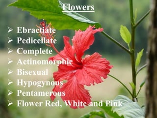 Flowers
 Ebractiate
 Pedicellate
 Complete
 Actinomorphic
 Bisexual
 Hypogynous
 Pentamerous
 Flower Red, White and Pink
 