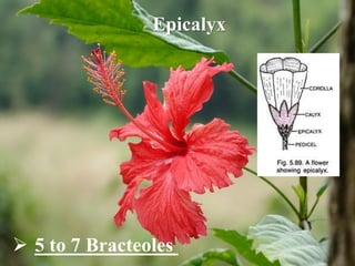 Epicalyx
 5 to 7 Bracteoles
 