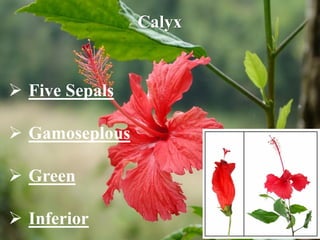 Calyx
 Five Sepals
 Gamoseplous
 Green
 Inferior
 