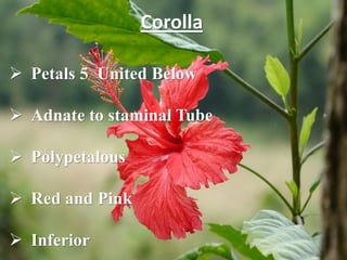 Corolla
 Petals 5 United Below
 Adnate to staminal Tube
 Polypetalous
 Red and Pink
 Inferior
 