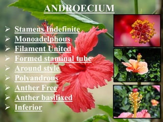 ANDROECIUM
 Stamens Indefinite
 Monoadelphous
 Filament United
 Formed staminal tube
 Around style
 Polyandrous
 Anther Free
 Anther basifixed
 Inferior
 