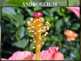 ANDROECIUM
 