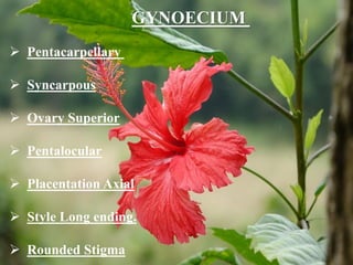 GYNOECIUM
 Pentacarpellary
 Syncarpous
 Ovary Superior
 Pentalocular
 Placentation Axial
 Style Long ending.
 Rounded Stigma
 