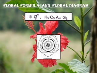 Floral Formula and Floral Diagram
 
