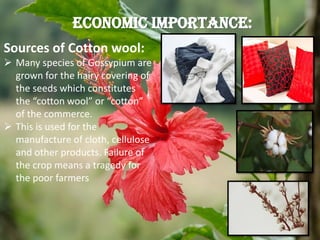 Sources of Cotton wool:
 Many species of Gossypium are
grown for the hairy covering of
the seeds which constitutes
the “cotton wool” or “cotton”
of the commerce.
 This is used for the
manufacture of cloth, cellulose
and other products. Failure of
the crop means a tragedy for
the poor farmers
ECONOMIC IMPORTANCE:
 