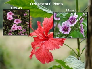 Ornamental Plants
ALTHAEA
Marwa
 
