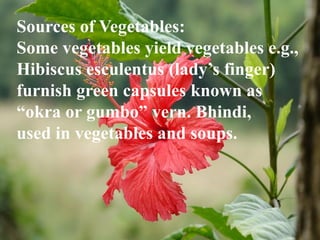 Sources of Vegetables:
Some vegetables yield vegetables e.g.,
Hibiscus esculentus (lady’s finger)
furnish green capsules known as
“okra or gumbo” vern. Bhindi,
used in vegetables and soups.
 