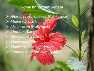 Hibiscus rosa-sinensis (China rose)
 Malva sylvestris
 Alcea rosea (Hollyhock)
 Abutilon (Kangi)
 Gossypium (Cotton)
 Malva parviflora
 Malvestrum tricupidatum
 Bombax malabaricum (Simbal)
Some Important Genera
 