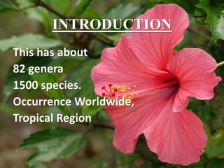 This has about
82 genera
1500 species.
Occurrence Worldwide,
Tropical Region
INTRODUCTION
 