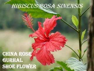 Hibiscus rosa sinensis
China Rose
Gurhal
Shoe Flower
 