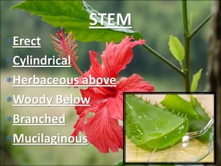 Erect
Cylindrical
Herbaceous above
Woody Below
Branched
Mucilaginous
STEM
 
