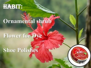 Habit:
Ornamental shrub
Flower for Dye
Shoe Polishes
 