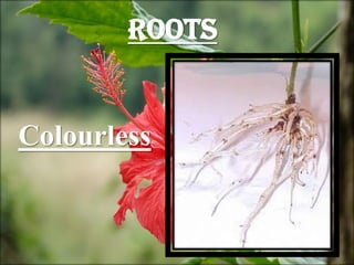 Roots
Colourless
 
