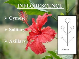 INFLORESCENCE
 Cymose
 Solitary
 Axillary
 