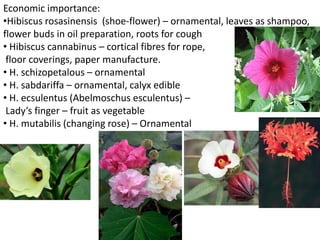 Economic importance:
•Hibiscus rosasinensis (shoe-flower) – ornamental, leaves as shampoo,
flower buds in oil preparation, roots for cough
• Hibiscus cannabinus – cortical fibres for rope,
floor coverings, paper manufacture.
• H. schizopetalous – ornamental
• H. sabdariffa – ornamental, calyx edible
• H. ecsulentus (Abelmoschus esculentus) –
Lady’s finger – fruit as vegetable
• H. mutabilis (changing rose) – Ornamental
 