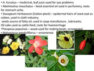 • H. furcatus – medicinal, leaf juice used for eye problems
• Abelmoshus moschatus – Seed essential oil used in perfumery, roots
for stomach-ache.
• Gossypium herbaceum (Cotton plant) – epidermal hairs of seed coat as
cotton, used in cloth industry;
seeds source of fatty oil; used in soap manufacture , lubricants;
Oil cake used as cattle feed; roots for haemorrhage
•Thespesia populnea – wood used for making boats, ornamental
• Malvaviscus penduliflorus – ornamental
 