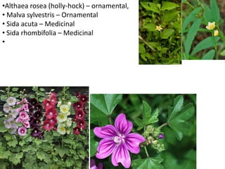 •Althaea rosea (holly-hock) – ornamental,
• Malva sylvestris – Ornamental
• Sida acuta – Medicinal
• Sida rhombifolia – Medicinal
•
 