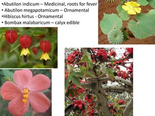 •Abutilon indicum – Medicinal, roots for fever
• Abutilon megapotamicum – Ornamental
•Hibiscus hirtus - Ornamental
• Bombax malabaricum – calyx edible
 