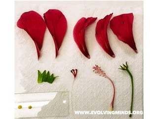 Malvaceae.pdf for study the family of malvaceae group