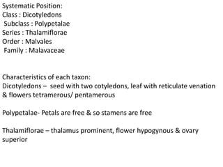 Systematic Position:
Class : Dicotyledons
Subclass : Polypetalae
Series : Thalamiflorae
Order : Malvales
Family : Malavaceae
Characteristics of each taxon:
Dicotyledons – seed with two cotyledons, leaf with reticulate venation
& flowers tetramerous/ pentamerous
Polypetalae- Petals are free & so stamens are free
Thalamiflorae – thalamus prominent, flower hypogynous & ovary
superior
 