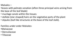 Malvales –
•leaves with palmate venation (often three principal veins arising from
the base of the leaf blade)
• mucilage canals within the tissues
• stellate (star-shaped) hairs on the vegetative parts of the plant
• stipules (leaf-like structures at the base of the leaf stalk).
Families under order Malvales:
•Malvaceae
• Sterculiaceae
• Tiliaceae
 