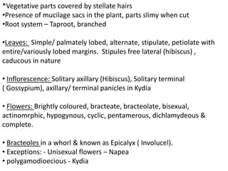 *Vegetative parts covered by stellate hairs
•Presence of mucilage sacs in the plant, parts slimy when cut
•Root system – Taproot, branched
•Leaves: Simple/ palmately lobed, alternate, stipulate, petiolate with
entire/variously lobed margins. Stipules free lateral (hibiscus) ,
caducous in nature
• Inflorescence: Solitary axillary (Hibiscus), Solitary terminal
( Gossypium), axillary/ terminal panicles in Kydia
• Flowers: Brightly coloured, bracteate, bracteolate, bisexual,
actinomrphic, hypogynous, cyclic, pentamerous, dichlamydeous &
complete.
• Bracteoles in a whorl & known as Epicalyx ( Involucel).
• Exceptions: - Unisexual flowers – Napea
• polygamodioecious - Kydia
 