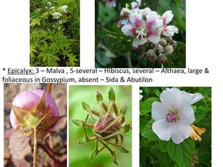 * Epicalyx: 3 – Malva , 5-several – Hibiscus, several – Althaea, large &
foliaceous in Gossypium, absent – Sida & Abutilon
 