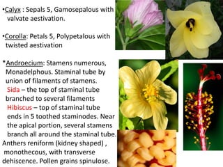 •Calyx : Sepals 5, Gamosepalous with
valvate aestivation.
•Corolla: Petals 5, Polypetalous with
twisted aestivation
*Androecium: Stamens numerous,
Monadelphous. Staminal tube by
union of filaments of stamens.
Sida – the top of staminal tube
branched to several filaments
Hibiscus – top of staminal tube
ends in 5 toothed staminodes. Near
the apical portion, several stamens
branch all around the staminal tube.
Anthers reniform (kidney shaped) ,
monothecous, with transverse
dehiscence. Pollen grains spinulose.
 