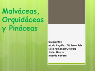 Malváceas,
Orquidáceas
y Pináceas
Integrantes:
María Angélica Otalvaro Ruiz
Luisa Fernanda Quintero
Javier García
Ricardo Herrera
 