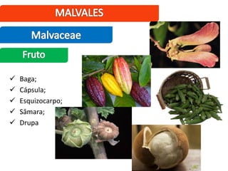  Baga;
 Cápsula;
 Esquizocarpo;
 Sâmara;
 Drupa
 