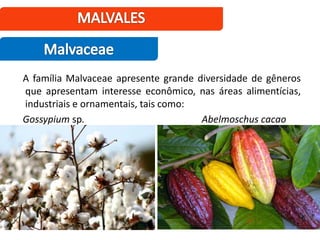 A família Malvaceae apresente grande diversidade de gêneros
que apresentam interesse econômico, nas áreas alimentícias,
industriais e ornamentais, tais como:
Gossypium sp. Abelmoschus cacao
 