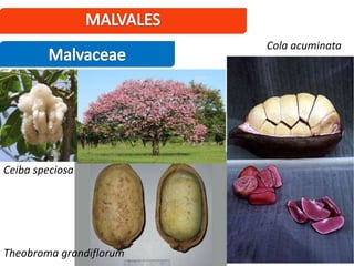 Theobroma grandiflorum
Cola acuminata
Ceiba speciosa
 