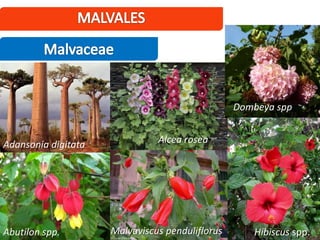 Hibiscus spp.Malvaviscus penduliflorusAbutilon spp.
Alcea rosea
Dombeya spp.
Adansonia digitata
 