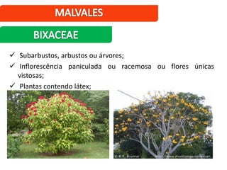 Subarbustos, arbustos ou árvores;
 Inflorescência paniculada ou racemosa ou flores únicas
vistosas;
 Plantas contendo látex;
 