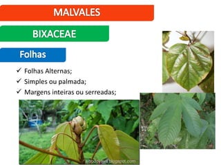  Folhas Alternas;
 Simples ou palmada;
 Margens inteiras ou serreadas;
 