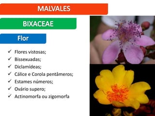  Flores vistosas;
 Bissexuadas;
 Diclamídeas;
 Cálice e Corola pentâmeros;
 Estames números;
 Ovário supero;
 Actinomorfa ou zigomorfa
 