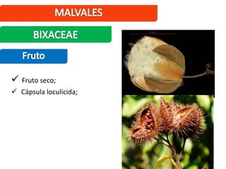  Fruto seco;
 Cápsula loculicida;
 
