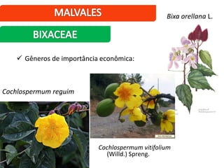 Bixa orellana L.
 Gêneros de importância econômica:
Cochlospermum reguim
Cochlospermum vitifolium
(Willd.) Spreng.
 