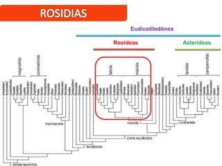 Eudicotiledônea
Rosídeas Asterídeas
 