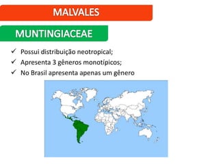  Possui distribuição neotropical;
 Apresenta 3 gêneros monotípicos;
 No Brasil apresenta apenas um gênero
 