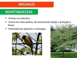  Árvores ou arbustos;
 Cresce em solos pobres, de crescimento rápido e proteção a
fauna;
 Polinizada por pássaros e morcegos;
 